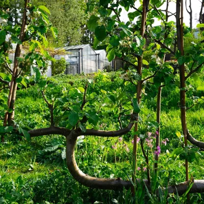Cover of Orchard
