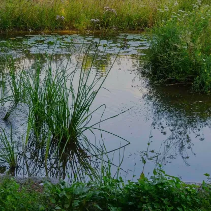 Cover of Pond