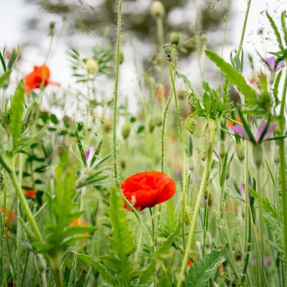 Cover of Wildflower Meadow