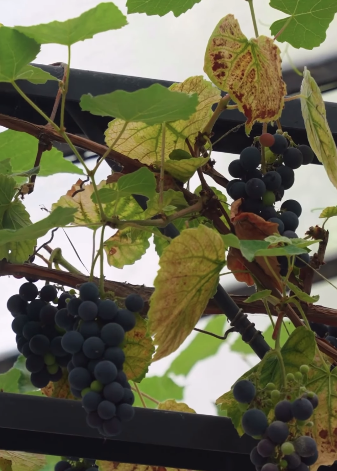 Highlights of the 2024 Harvest